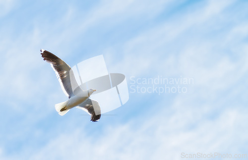 Image of Flight, freedom and bird in sky on mockup space, animals in migration and travel in air. Nature, wings and seagull flying in calm clouds, tropical summer and wildlife with feathers on hunting journey