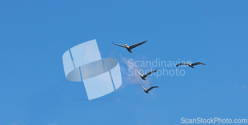 Image of Formation, freedom and group of birds on blue sky together, animals in migration flight and travel in air. Nature, wings and flock flying with calm clouds, tropical summer and wildlife with feathers