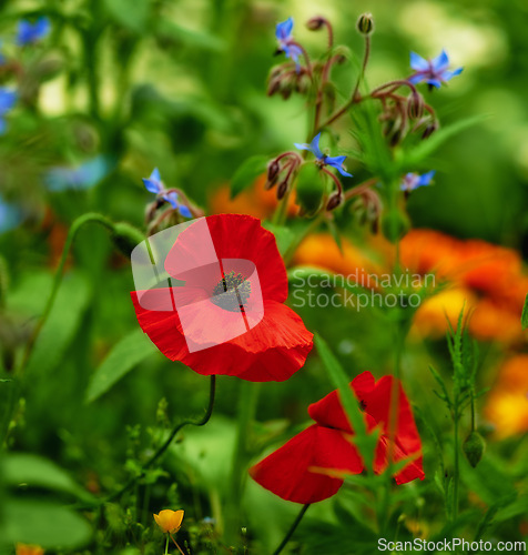 Image of Nature, spring and poppies in field with plants in natural landscape, morning blossom and floral bush. Growth, peace and red flower with green backyard garden, countryside and sustainable environment