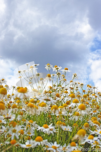 Image of Nature, cloudy sky and daisy field in spring with natural landscape, morning blossom and floral bush. Growth, peace and flowers in green backyard garden, calm countryside and sustainable environment.