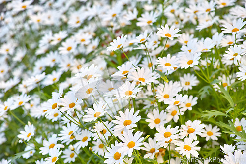 Image of Flowers, daisies and field in nature in the countryside, environment and park in summer. Leaves, white plant and meadow at garden outdoor for growth, ecology and natural floral bloom with closeup
