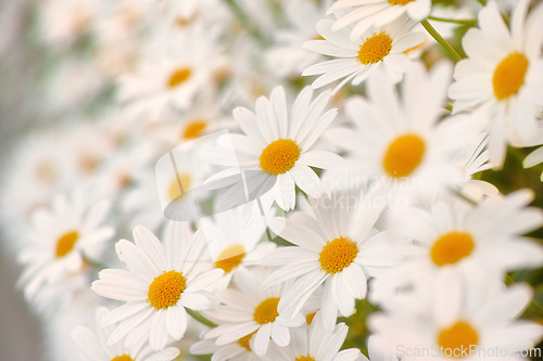 Image of Flowers, chamomile and field in garden, environment and park in summer. Leaves, daisies and plants at meadow in nature outdoor for growth, ecology and floral bloom in the countryside with closeup