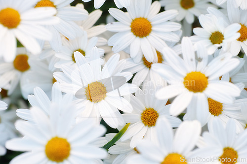 Image of Flowers, daisies and top view at field in garden in the countryside, environment or park in summer. Leaves, chamomile plant and above at meadow in nature outdoor for growth, ecology or floral closeup