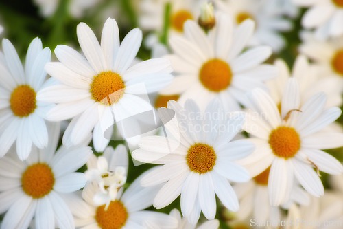 Image of Flowers, field and daisies in nature, environment and park in summer with closeup. Leaves, chamomile and plants at meadow in garden outdoor for growth, ecology and floral bloom in the countryside