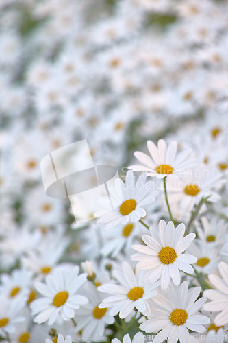 Image of Flowers, chamomile and field in garden closeup, environment and park in summer. Leaves, daises and plant at meadow in nature outdoor for growth, ecology and natural floral bloom in the countryside