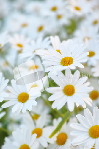 Image of Flowers, field and daisies in garden, environment and park in summer with closeup. Leaves, chamomile and plants at meadow in nature outdoor for growth, ecology and floral bloom in the countryside