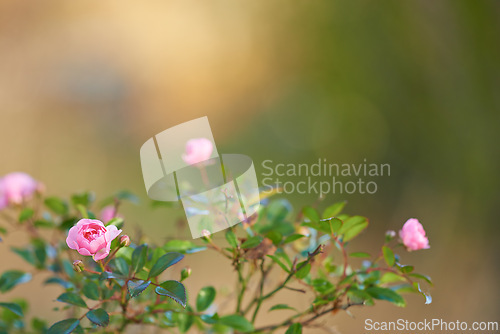 Image of Nature, spring and rose bush in field with natural landscape, morning blossom and floral bloom. Growth, peace and pink flowers in green backyard garden, countryside mockup and sustainable environment