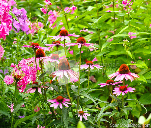 Image of Nature, spring and pink flowers in field with natural landscape, morning blossom and floral zen. Growth, plants and daisy bush with green backyard garden, calm countryside and sustainable environment