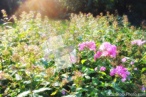 Image of Nature, sunshine and bush of flowers in garden with natural landscape, morning blossom and floral bloom. Growth, flare and pink phlox in green backyard, countryside field and sustainable environment.