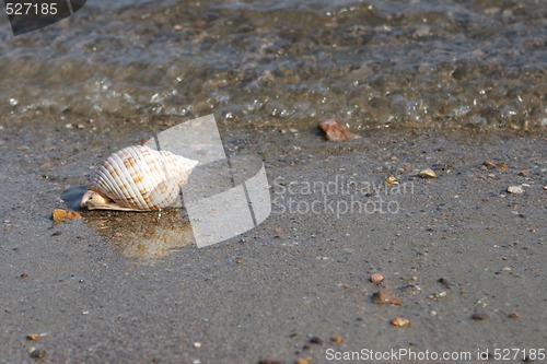 Image of sea and seashell