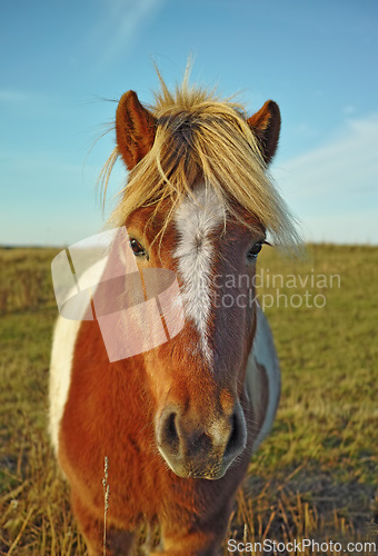 Image of Horse, portrait and nature filed on countryside farm or agriculture adventure in environment, ranch or traveling. Animal, face and blue sky in summer or rural Texas outdoor or field, relax or outside