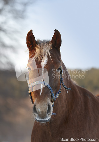 Image of Horse, portrait and countryside land in nature ranch or environmental outdoor for adventure, agriculture or wellness. Stallion, face and grass field in Texas for riding farmland, vacation or travel