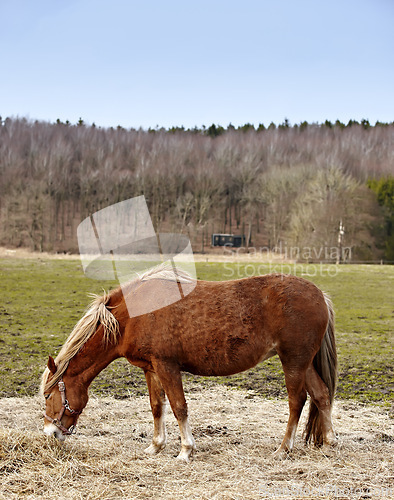 Image of Horse, animal and countryside grazing in nature for riding adventure on farm land or outdoor, ranch or environment. Stallion, bridle and stable in Texas for holiday travel for outside, food or eating