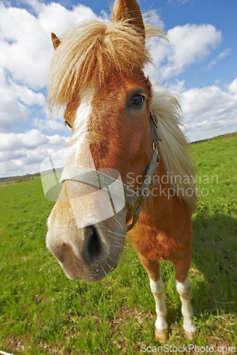 Image of Horse, portrait and grass field in nature environment in countryside for summer grazing, agriculture or carbon capture. Animal, farmland and blue sky in Texas for travel adventure, pet or outdoor