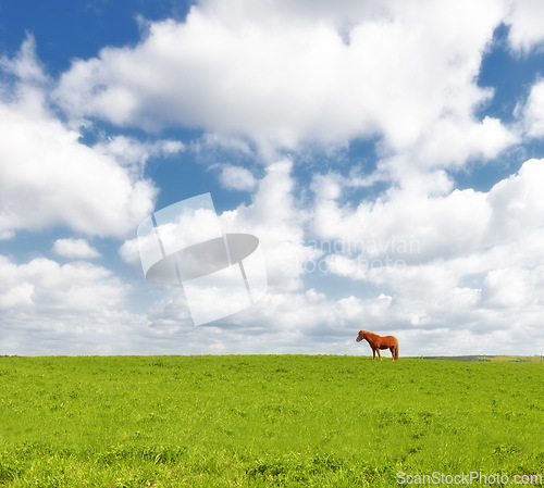 Image of Horse, grass field and countryside land in summer or travel environment fr explore Texas, vacation or agriculture. Animal, pet and clouds or relax grazing on wild ranch or outdoor, wellness or trip