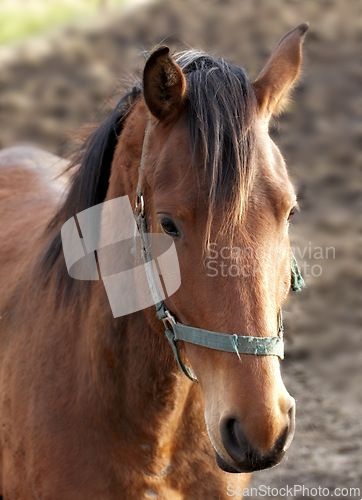 Image of Horse, animal and countryside field in nature for riding adventure on farm land or outdoor, ranch or environment. Stallion, bridle and stable in Texas for holiday travel for outside, trip or wild