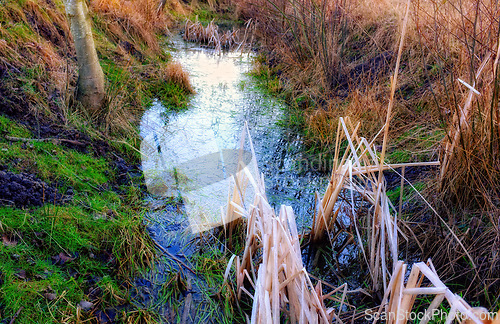 Image of Landscape, forest and river with trees for environment, ecosystem and ecology outdoors. Natural background, nature and aerial of water for scenic view, travel destination and terrain in countryside