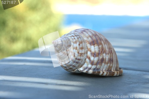 Image of seashell