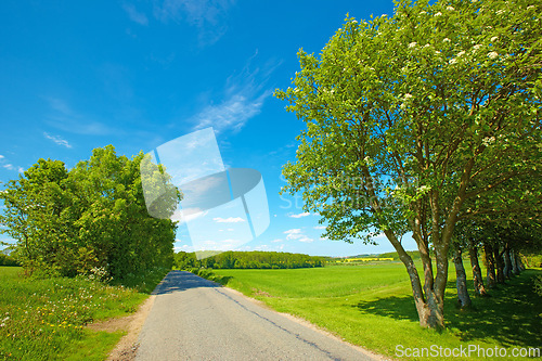 Image of Road, landscape and field with blue sky in countryside for travel, adventure or roadtrip with trees in nature. Street, path and location in Amsterdam with journey, roadway and environment for tourism