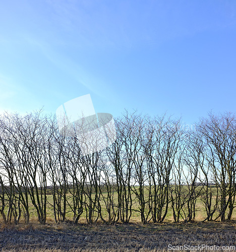 Image of Forest, trees and blue sky with environment, countryside and climate with spring and sunshine. Growth, plants and woods with natural and grass with farm and landscape with field and sustainability