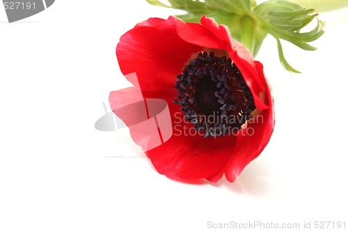 Image of red flower closeup