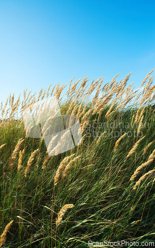 Image of Growth, field or nature with flowers, agro farming or plants for sustainable environment in meadow. Background, calamagrostis epigejos or space for countryside, sky or natural pasture for ecology