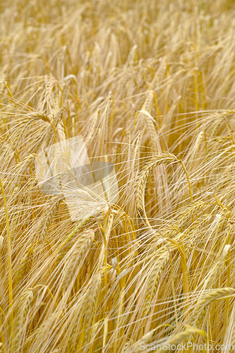 Image of Wheat, farm and closeup in field with plant, leaves or growth of grain for production of agriculture. Sustainable, farming and crop of organic food, grass and outdoor in summer, nature or pasture