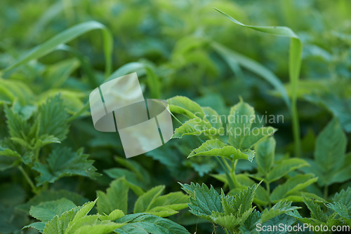 Image of Leaves, plants and closeup foliage or nature environment in woods ecosystem with greenery, vegetation or countryside. Bush, field and garden growth in England to explore land in forest, park or leaf