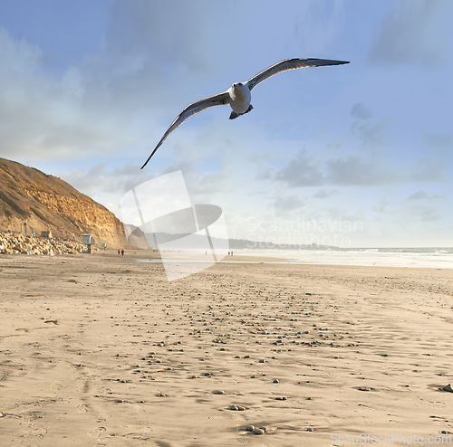 Image of Flight, beach and seagull with blue sky, sand and freedom for animals in migration or travel in air. Nature, wings and bird flying with calm clouds, ocean and tropical landscape with summer wildlife.