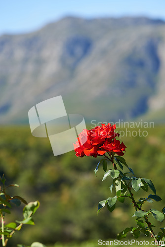 Image of Nature, mountain and flower in calm field with natural landscape, morning blossom and floral zen. Growth, peace and red flower bush with green garden, countryside hill and sustainable environment.