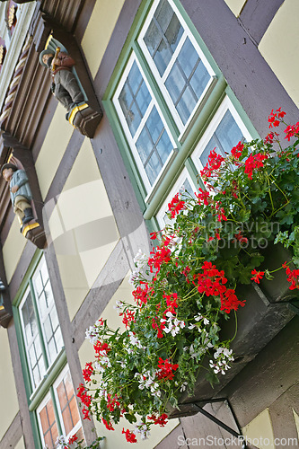 Image of Flowers, window and home exterior with decor, balcony design or building of wall, texture or natural growth. Glass, pot plants or art for feature, decoration or floral lush of outdoor house or nature