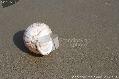 Image of seashell on sandy beach