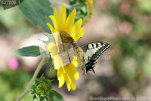 Image of colorful butterfly on flower