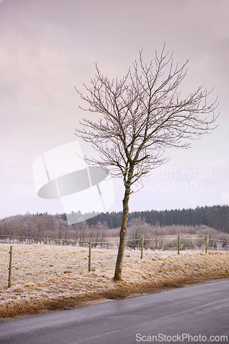 Image of Leafless, tree and road in nature with field, rural and season change in agriculture landscape. Environment and climate for ecology and deforestation, country side and forest for wood in winter