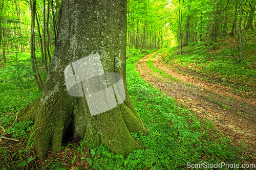 Image of Forest, woods and environment with trees, bark and grass with spring and nature with plants. Empty, road and countryside with landscape and peace with ecology and growth with field, path and green