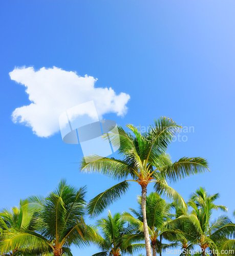 Image of Palm tree, tropical and holiday or paradise island for adventure in Maldives or summer, vacation or outdoor. Plants, environment and traveling with sunlight for resort break, forest or agriculture