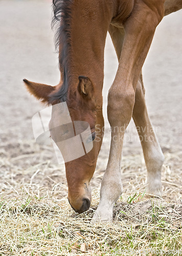 Image of Horse, grass field and countryside for nature grazing outdoor in environment for food sustainability or animal. Stallion, pet and hay for healthy nutrition in Texas for agriculture, farm or ranch