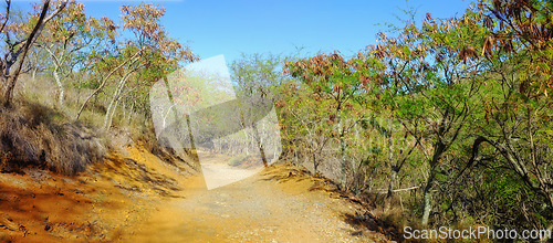 Image of Trail, landscape and path for safari in nature for travel, adventure or hiking with blue sky in South Africa. Pathway, gravel road or location with plants, roadway or environment for holiday and trip