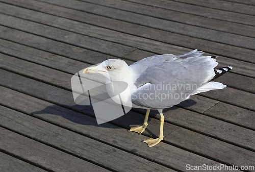 Image of Seagull standing on the wooden pier