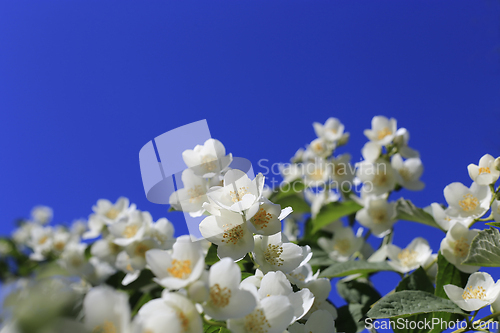 Image of Beautiful branches of a spring bush on blue sky background