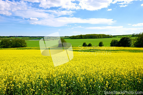 Image of Yellow, field or environment with grass for flowers, agro farming or sustainable growth in nature. Background, canola plants and landscape of meadow, lawn or natural pasture for crops and ecology