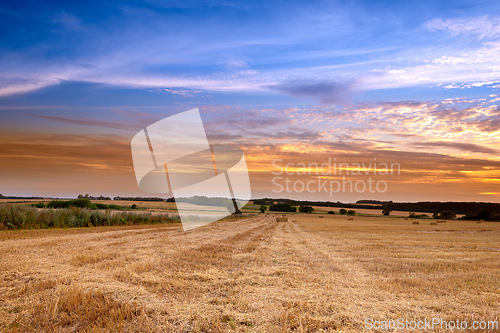 Image of Landscape, nature and wheat field for farming, agriculture and sustainability in countryside or environment with sunset. An empty land with clouds in sky and cereal, rice or hay production outdoor
