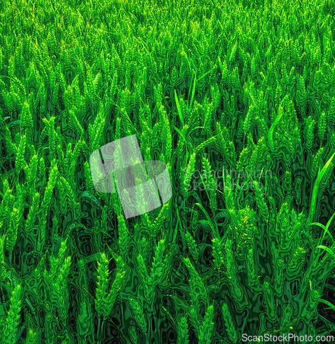 Image of Green, wheat and field or nature environment or countryside agriculture with sustainability harvest, vegetation or growth. Plants, leaf and land outdoor in China for clean energy, farming or rural