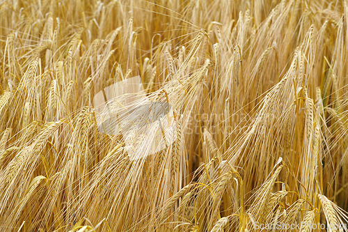 Image of Wheat, farm and plants closeup in field with leaves or growth of grain for production of agriculture. Sustainable, farming and crop of organic food, grass and outdoor in summer, nature or pasture