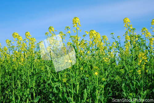 Image of Nature, blue sky and flowers in calm field with natural landscape, morning blossom and floral zen. Growth, agriculture and rapeseed in green garden, countryside or sustainable environment for farming