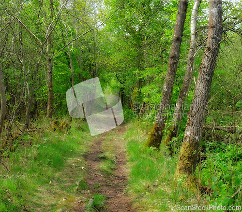 Image of Trail, landscape or path for travel in nature for journey, adventure or hiking with trees in Amsterdam. Pathway, grass road or wilderness location with plants, roadway or environment for holiday trip