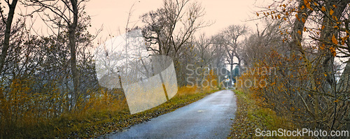 Image of Road, landscape and forest with trees in countryside for travel, adventure and roadtrip with autumn in nature. Street, pathway or location in Denmark with tarmac, roadway or environment for direction