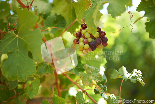 Image of Grapes, leaves and sunlight on wine farm for agriculture, sustainability and alcohol production. Organic, fruit and plant for environment, eco friendly or sustainable farming on winery in California