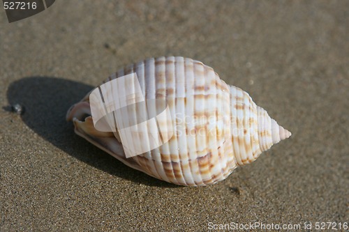 Image of seashell on sand