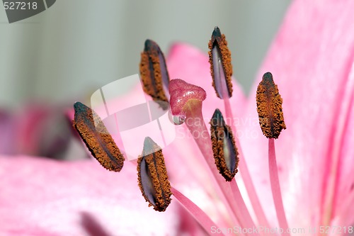 Image of water drop on stem